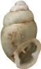 Carychium minimumÄNGSDVÄRGSNÄCKA1,8 × 1,1 mm